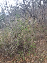 Ribes leptanthum