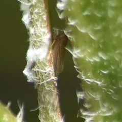 Agallia quadripunctata