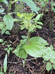 Malaxis brachyrrhynchos