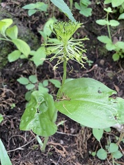 Malaxis brachyrrhynchos