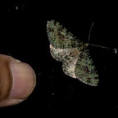 Myrioblephara duplexa