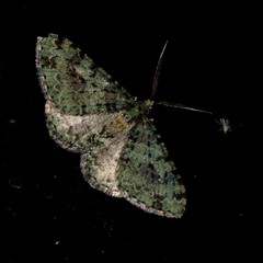 Myrioblephara duplexa