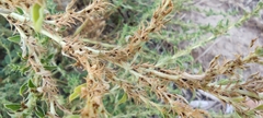Amaranthus albus