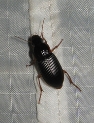 Harpalus pensylvanicus