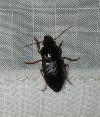 Harpalus pensylvanicus