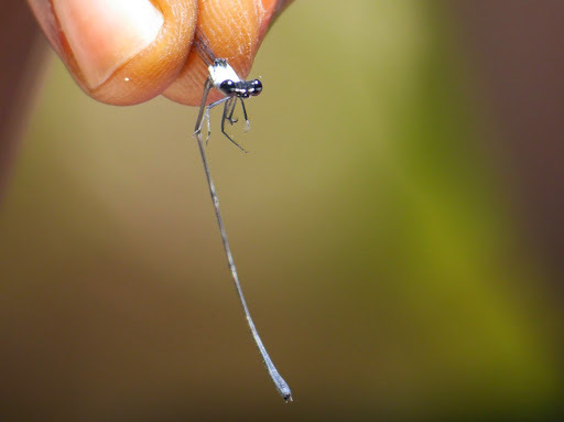 Eastern Stream Threadtail from Katopa village, Lomami River feeder ...