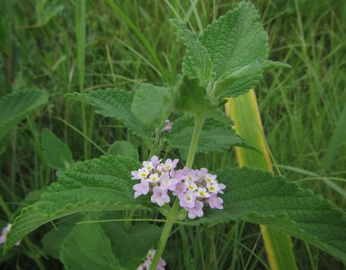 Purple Lantana (Lantana angolensis)