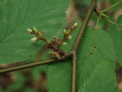 Eriophyes betulae