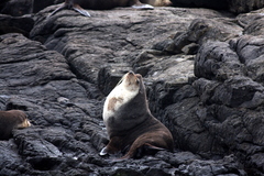 Arctocephalus tropicalis