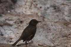 Turdus eremita procax