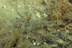 Nesogobius pulchellus