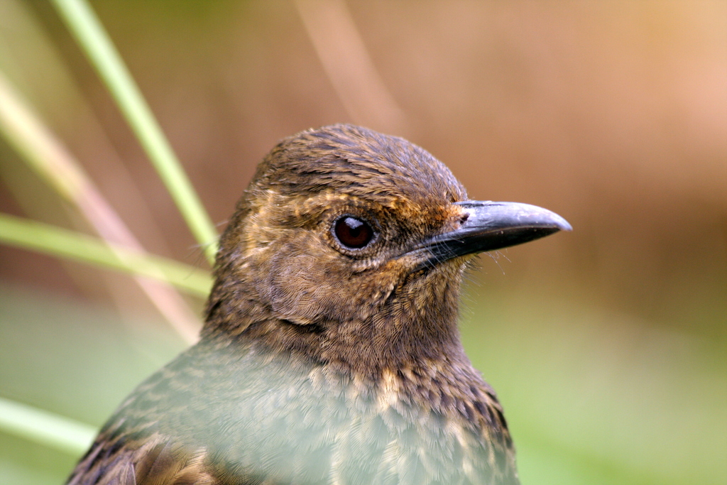 Tristan Thrush