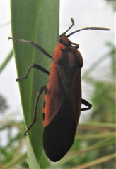 Stalagmostethus fuscatus