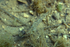 Nesogobius pulchellus