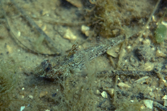 Nesogobius pulchellus