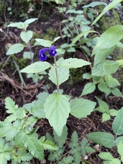 Scutellaria dumetorum