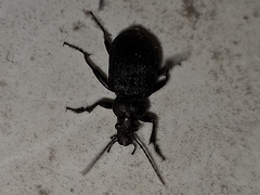 Calosoma