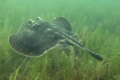 Urolophus cruciatus