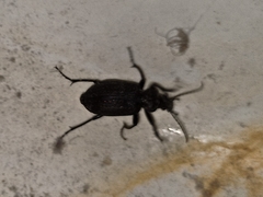 Calosoma