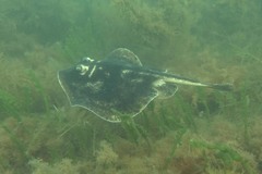 Urolophus cruciatus