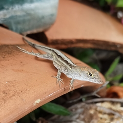 Anolis sagrei