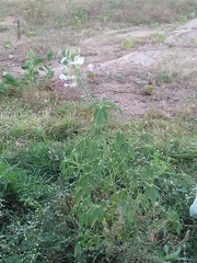Tarenaya longicarpa