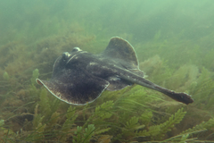 Urolophus cruciatus