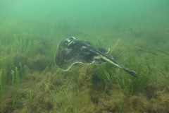 Urolophus cruciatus