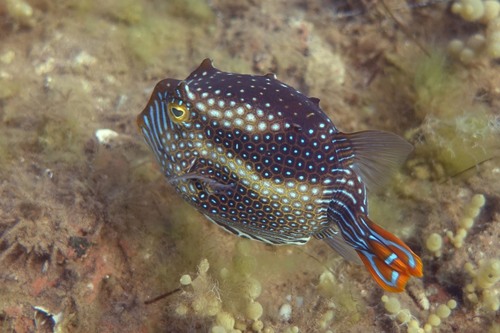 Ornate Cowfish, photo 7 of 10