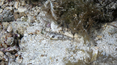 Coryphopterus dicrus