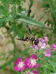Leptochilus republicanus