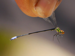Pseudagrion hageni