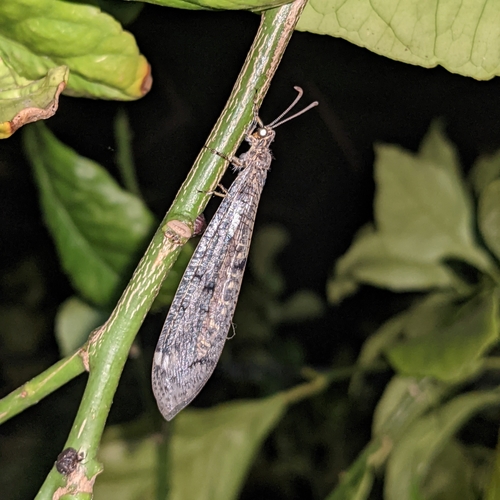 Formicaleone tetramaculato
