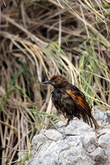 Turdus eremita