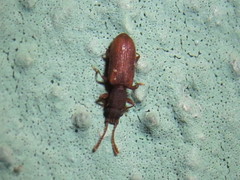 Oryzaephilus