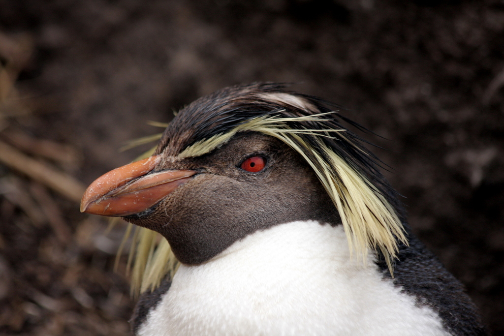 Moseley's Rockhopper Penguin photo