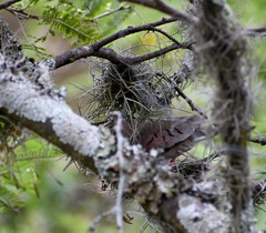 Tillandsia recurvata