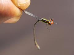 Pseudagrion hageni