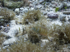 Xyrichtys splendens