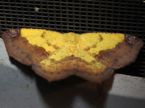 Variable Antepione Moth photo 5