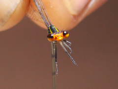 Pseudagrion hageni