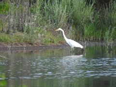 Ardea alba