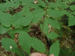 Eriophyes betulae
