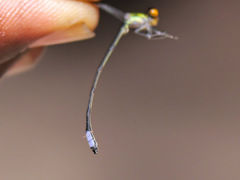Pseudagrion hageni