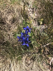 Gentiana acaulis