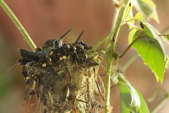 Cynanthus latirostris