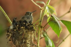 Cynanthus latirostris