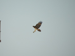 Buteo jamaicensis