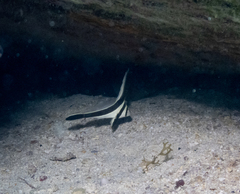 Eques lanceolatus