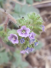 Phacelia coerulea
